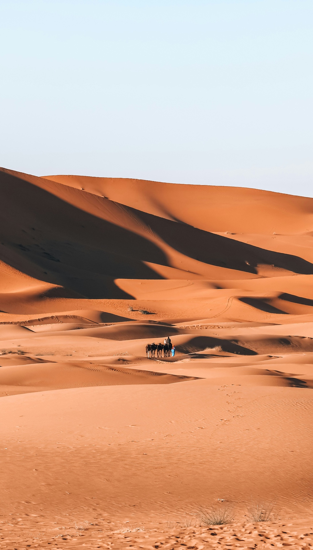 Caravane de dromadaires dans les dunes du Sud marocain
