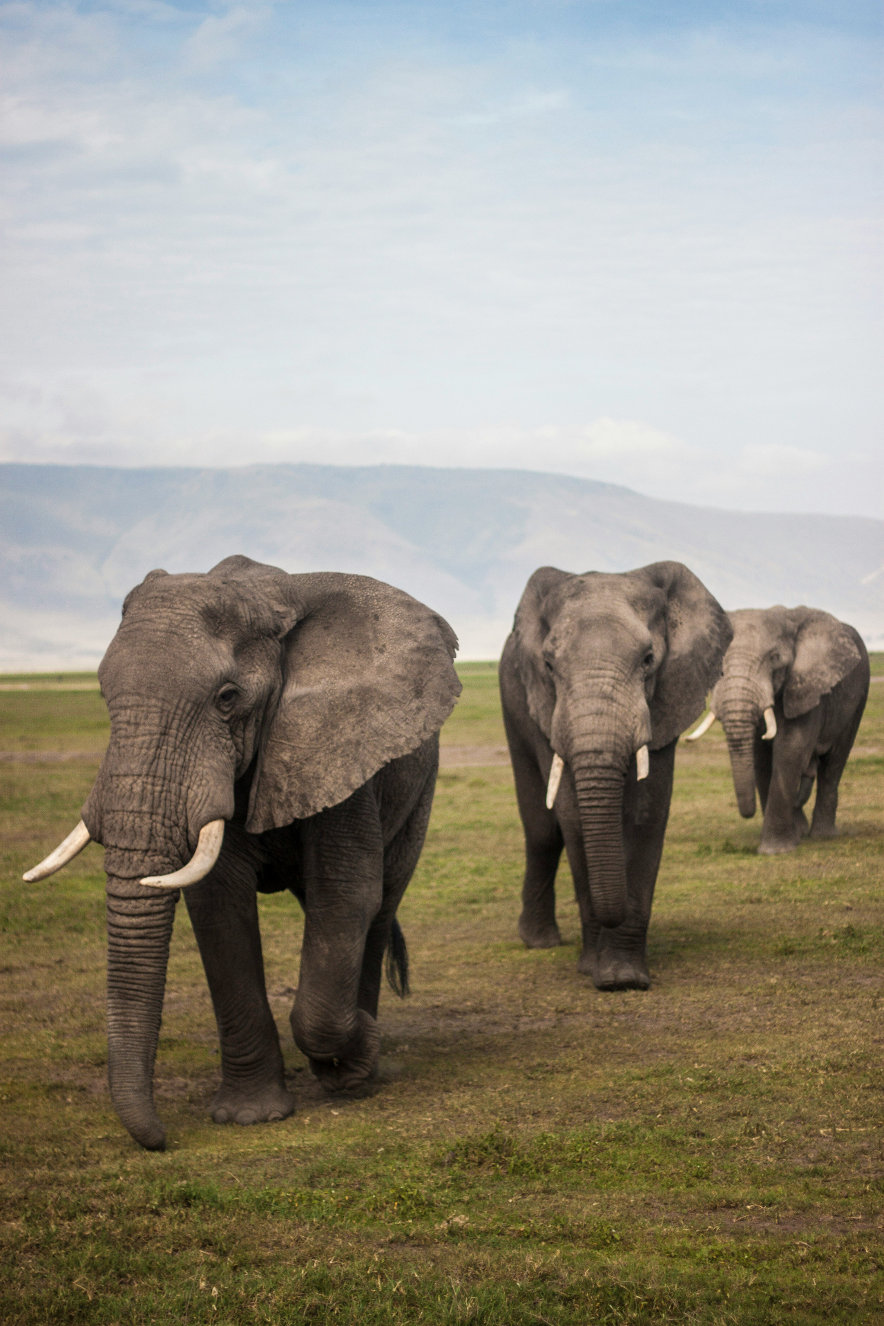 Herd of elephants walking through the Ngorongoro Crater
