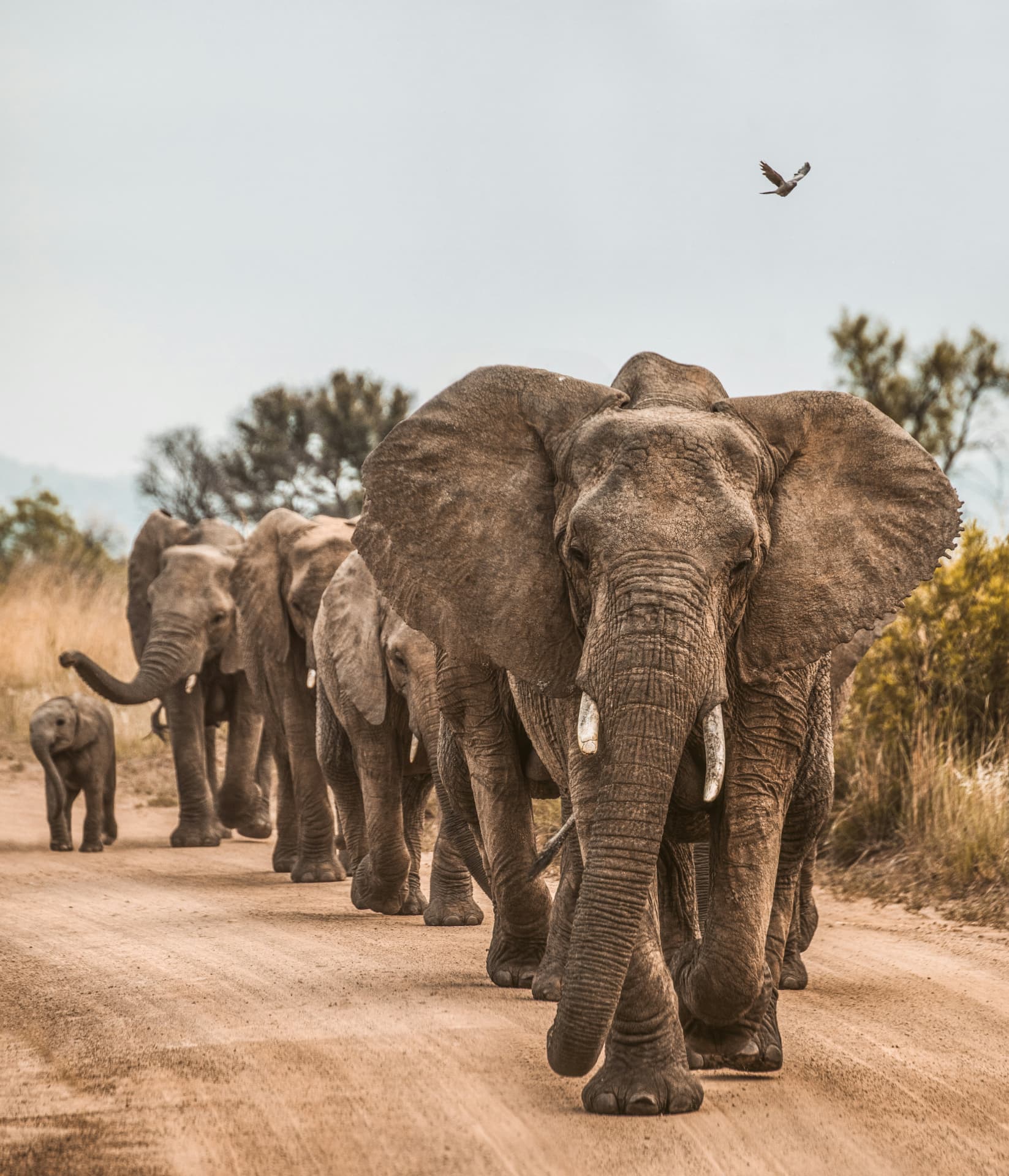 Troupeau d'éléphants sur une piste de savane lors d'un safari